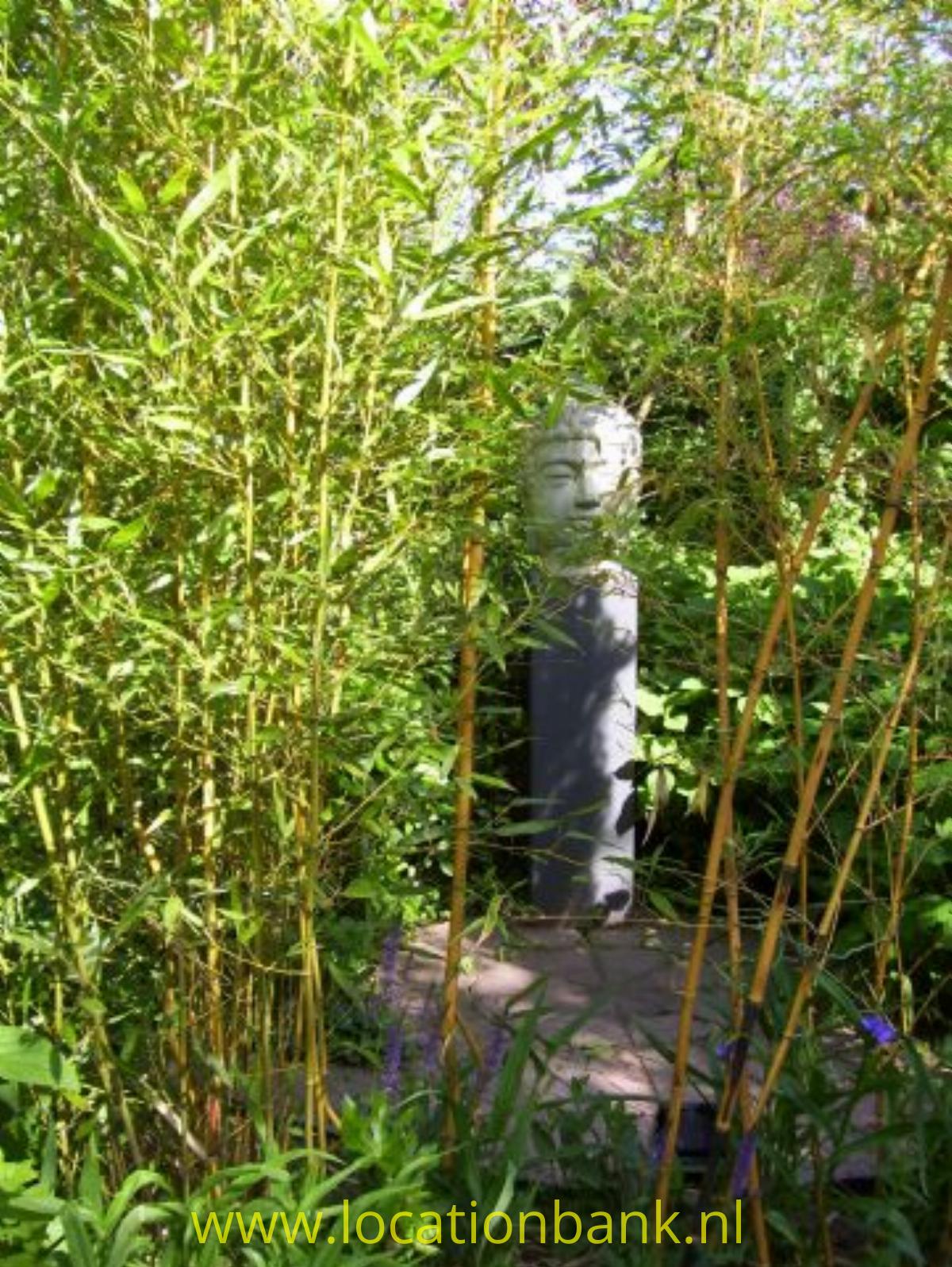 Bamboo doorkijkje