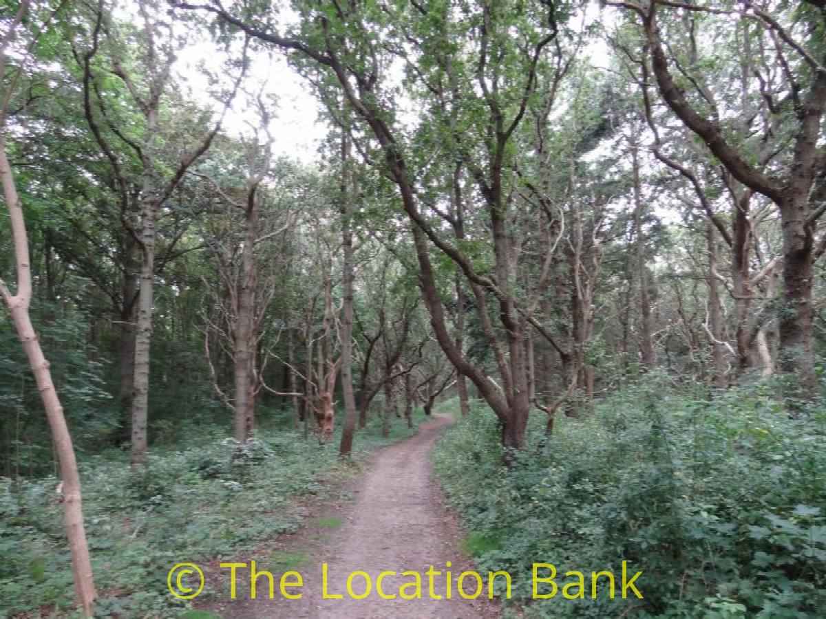 Forest oder woods
