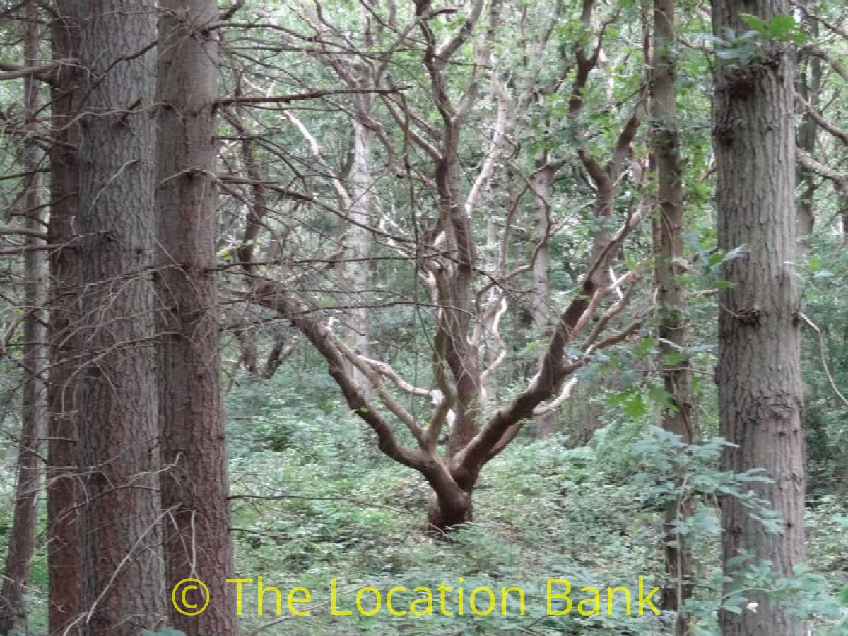 Tree