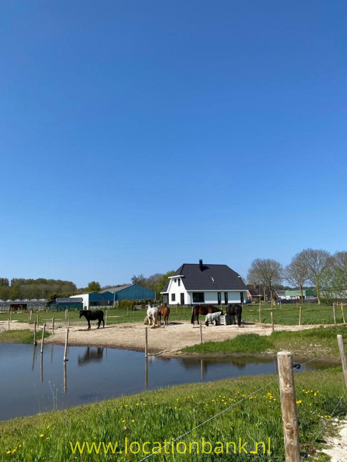 Paarden voor het huis