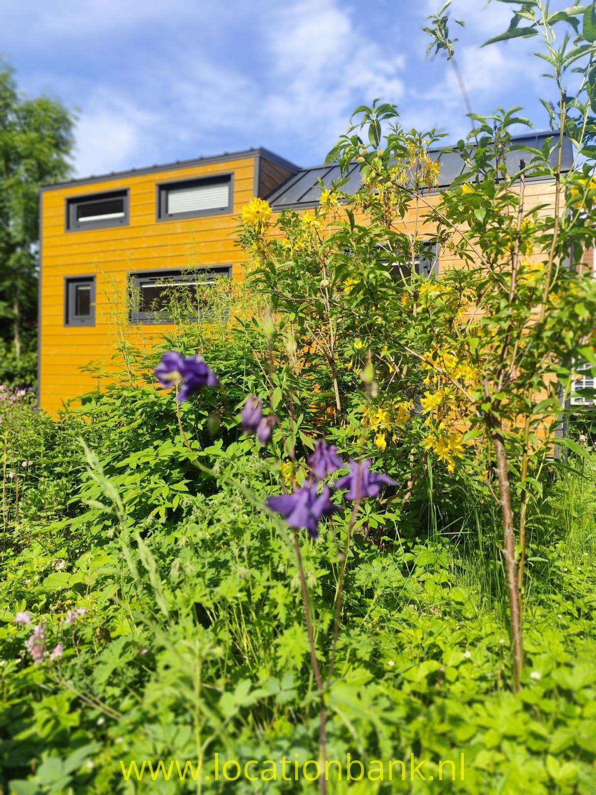 Ein gelbes Holzhaus mit dunklen Fensterrahmen steht hinter dichter Vegetation mit violetten Blüten und kleinen Bäumen.