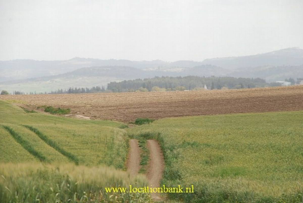 ein Weizenfeld