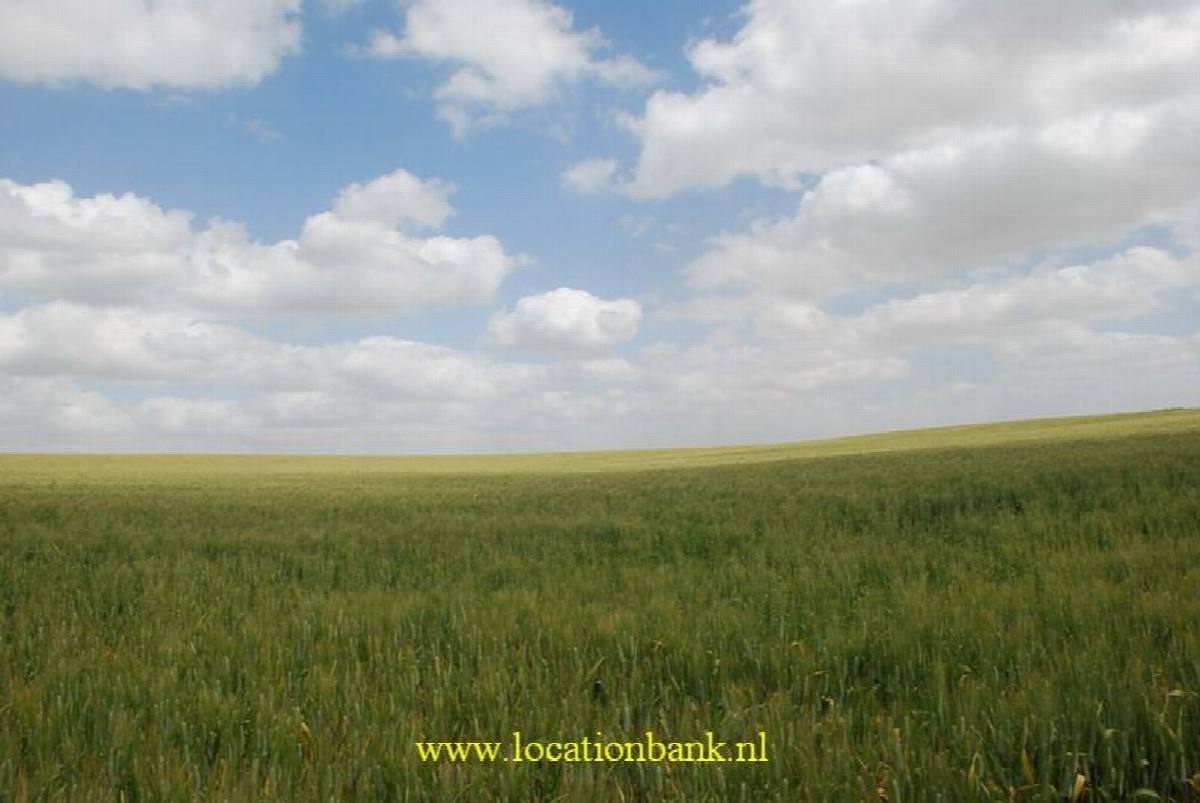 ein Weizenfeld