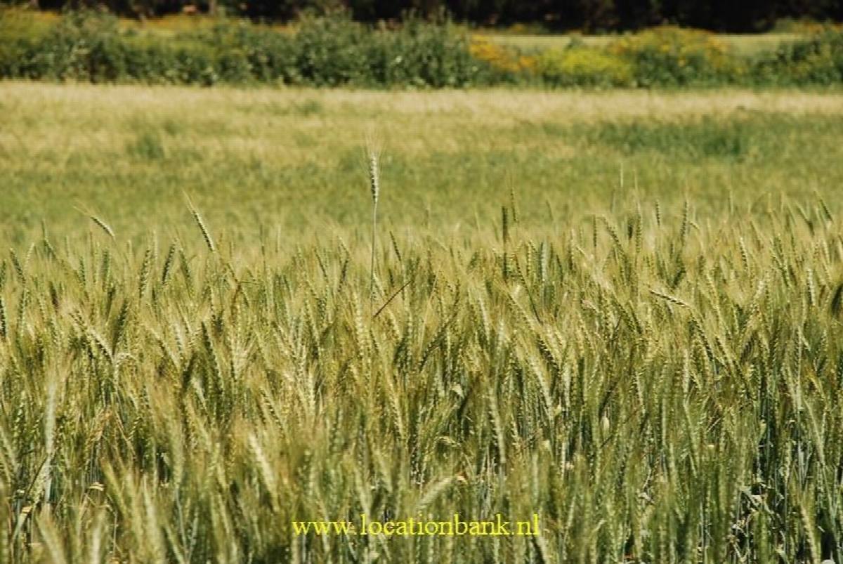 ein Weizenfeld (only between march und may)