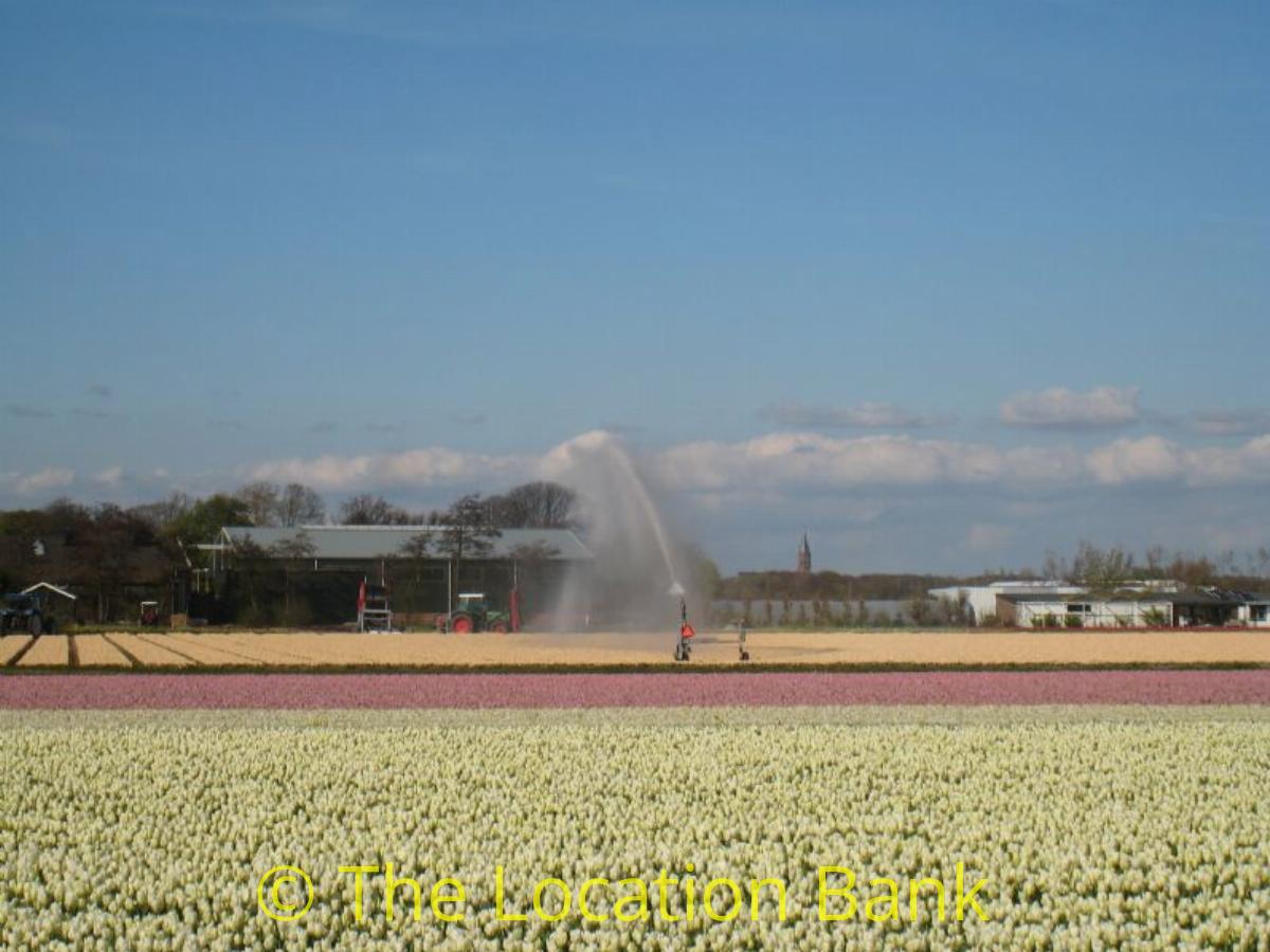 Tulpen velden in april