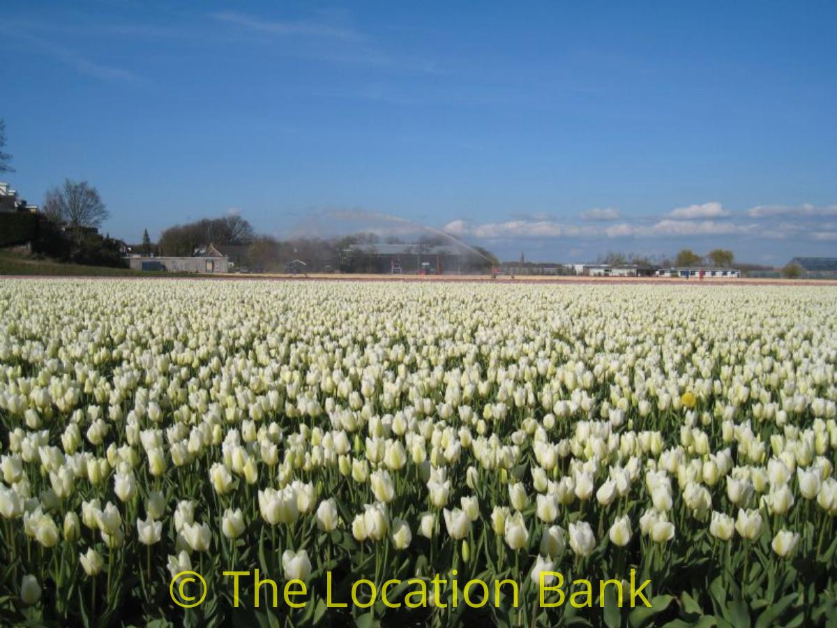 Tulpen velden in april