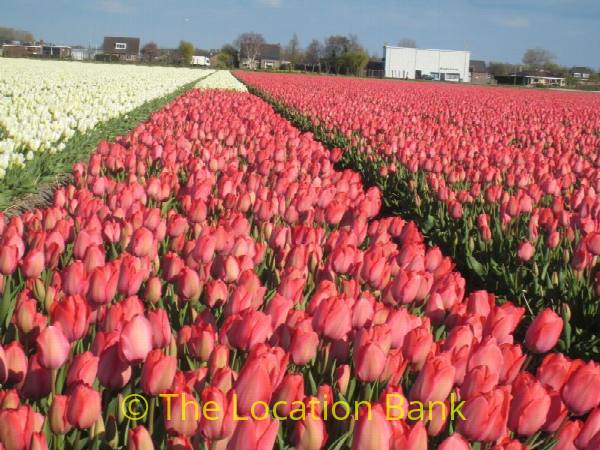 filmlocatie Tulpen velden in april Bloemen