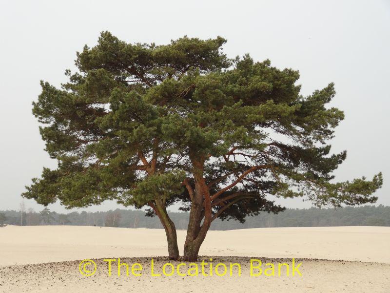 solitary tree