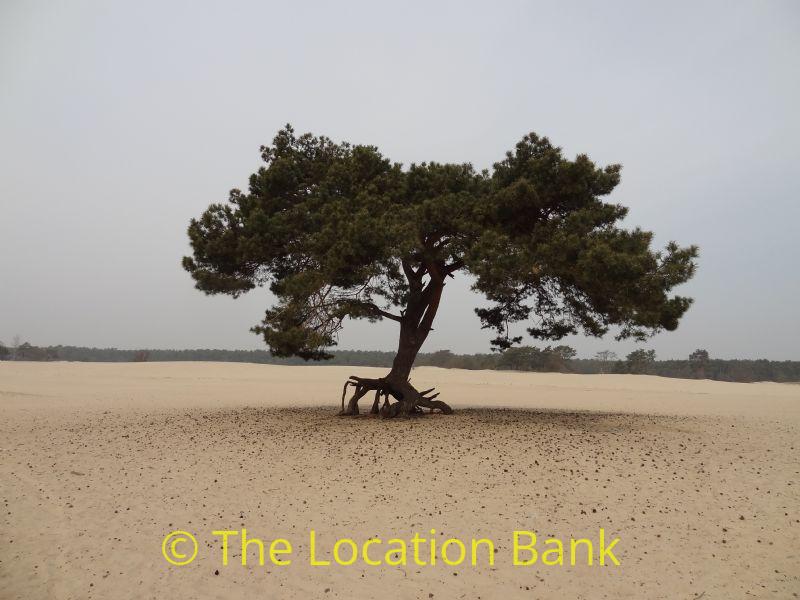 tree