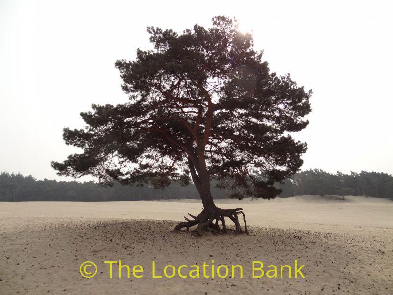 desolated tree