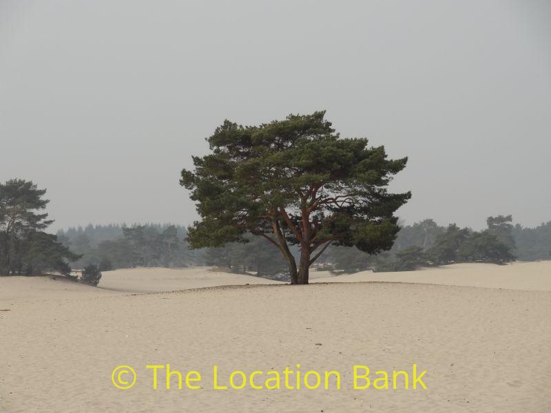solitary tree