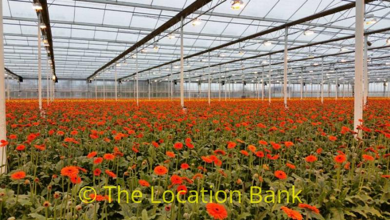 indoor flowerfield