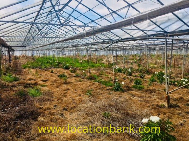 deserted greenhouse