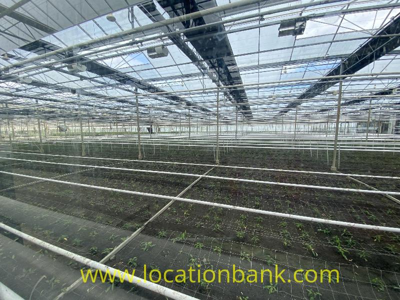 Large greenhouse interior with rows of dark growing beds, young plants, and an extensive network of pipes and supports.