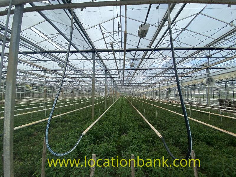 Rows of green plants fill a greenhouse beneath a transparent roof with hanging irrigation hoses.