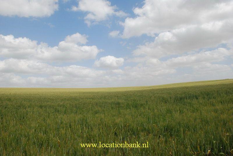 a wheat field 