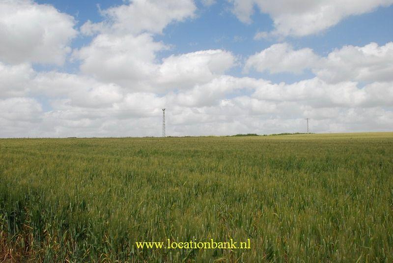 a wheat field 