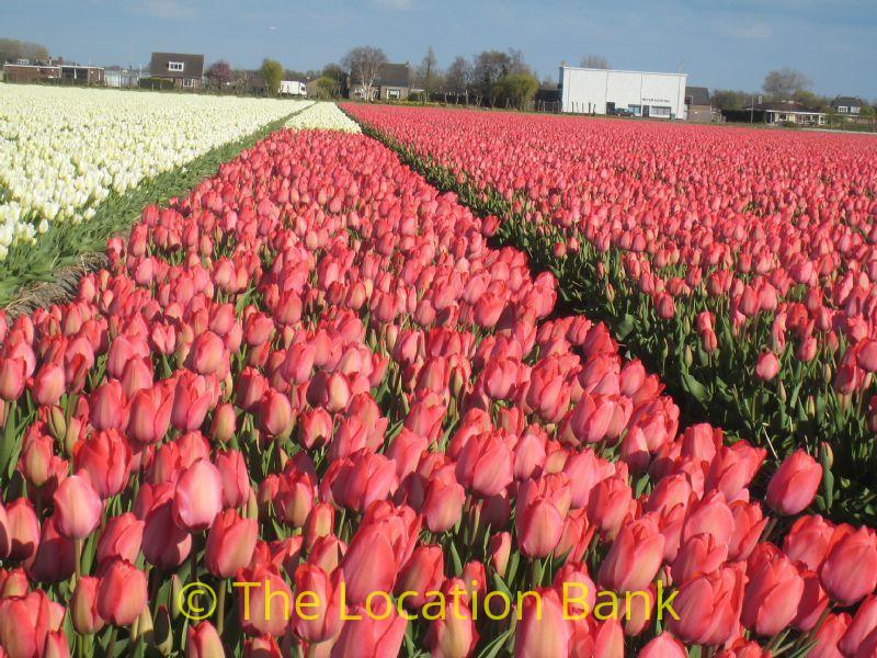 Flowerfields in April