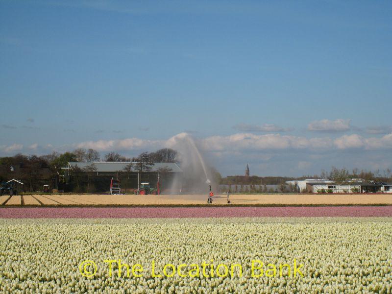 Flowerfields in April