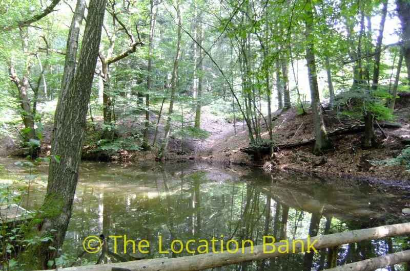 Forest mit little pond