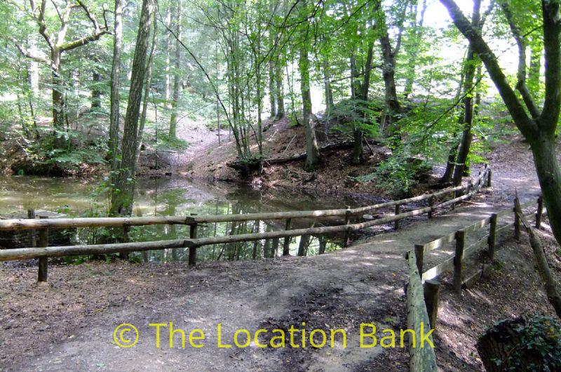 Forest mit little pond