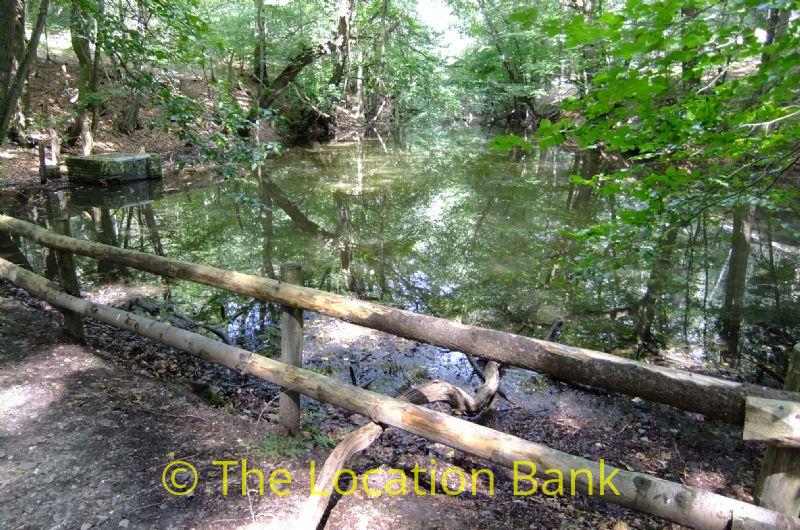 Forest mit little pond