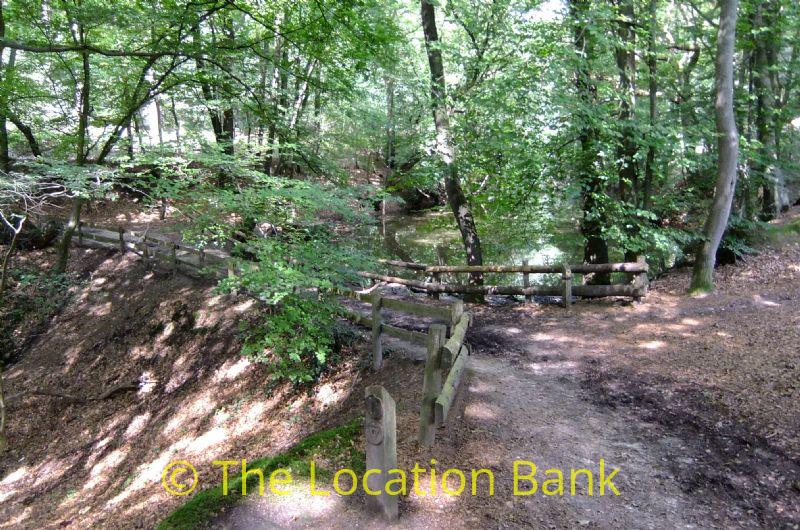Forest mit little pond