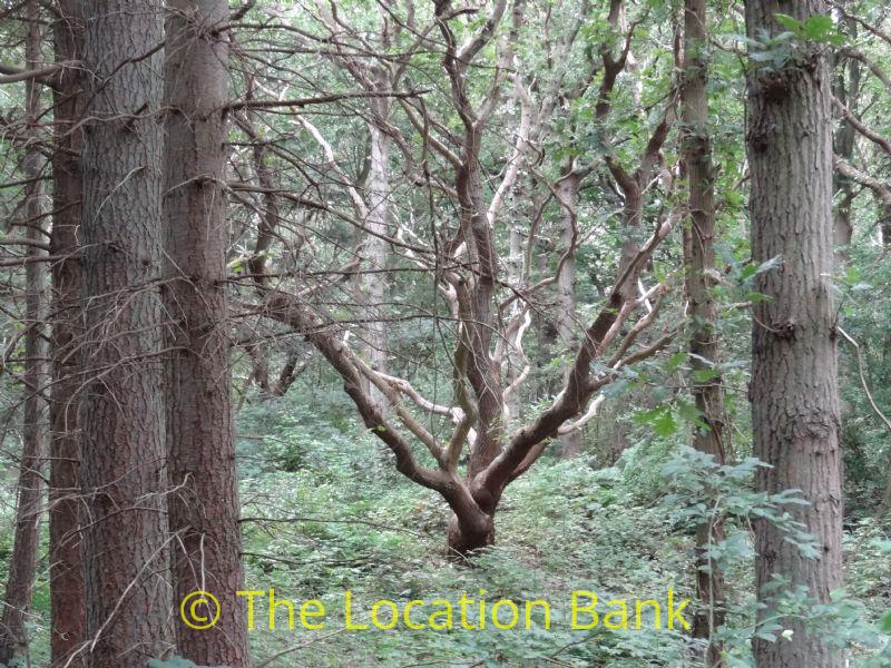 Tree