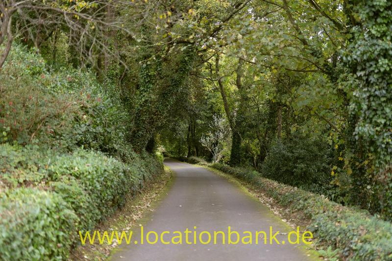 Schmale Asphaltstraße schlängelt sich durch dichtes Grün, gesäumt von überhängenden Bäumen und niedrigen Hecken.
