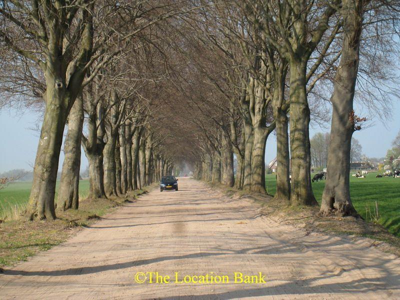 Unpaved Stra&szlig;e mit B&auml;umen
