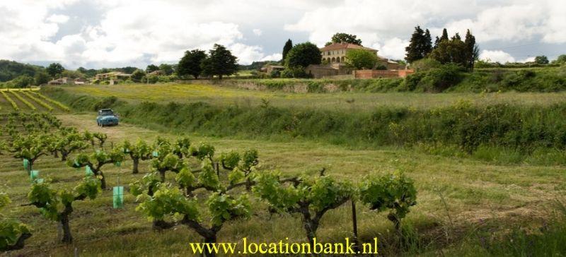 vinyard
