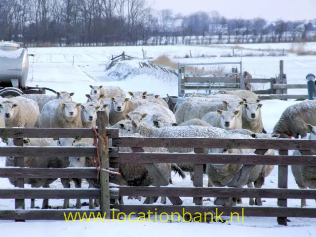 schapen thuis