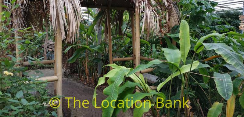 jungle