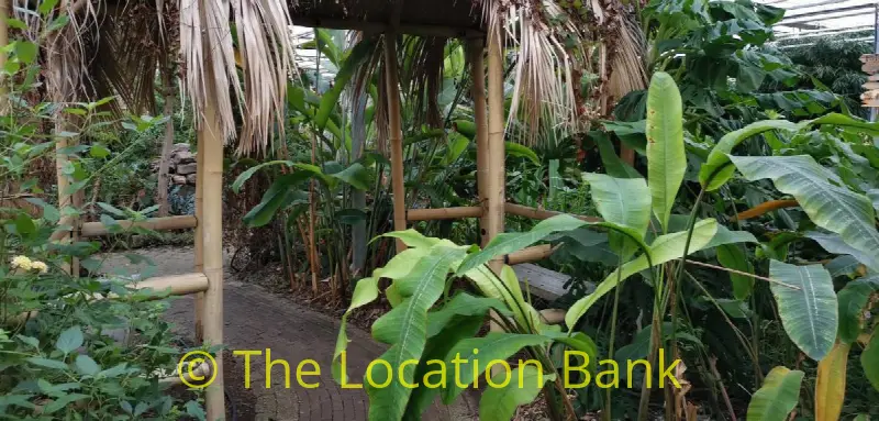 jungle