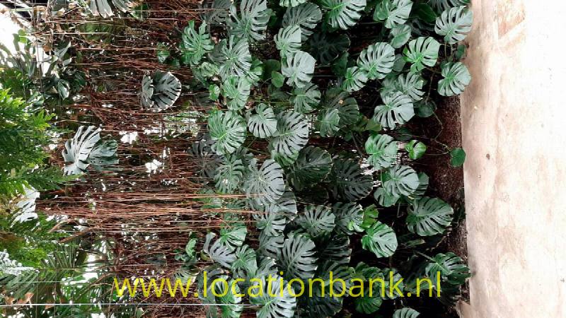 foto_31008