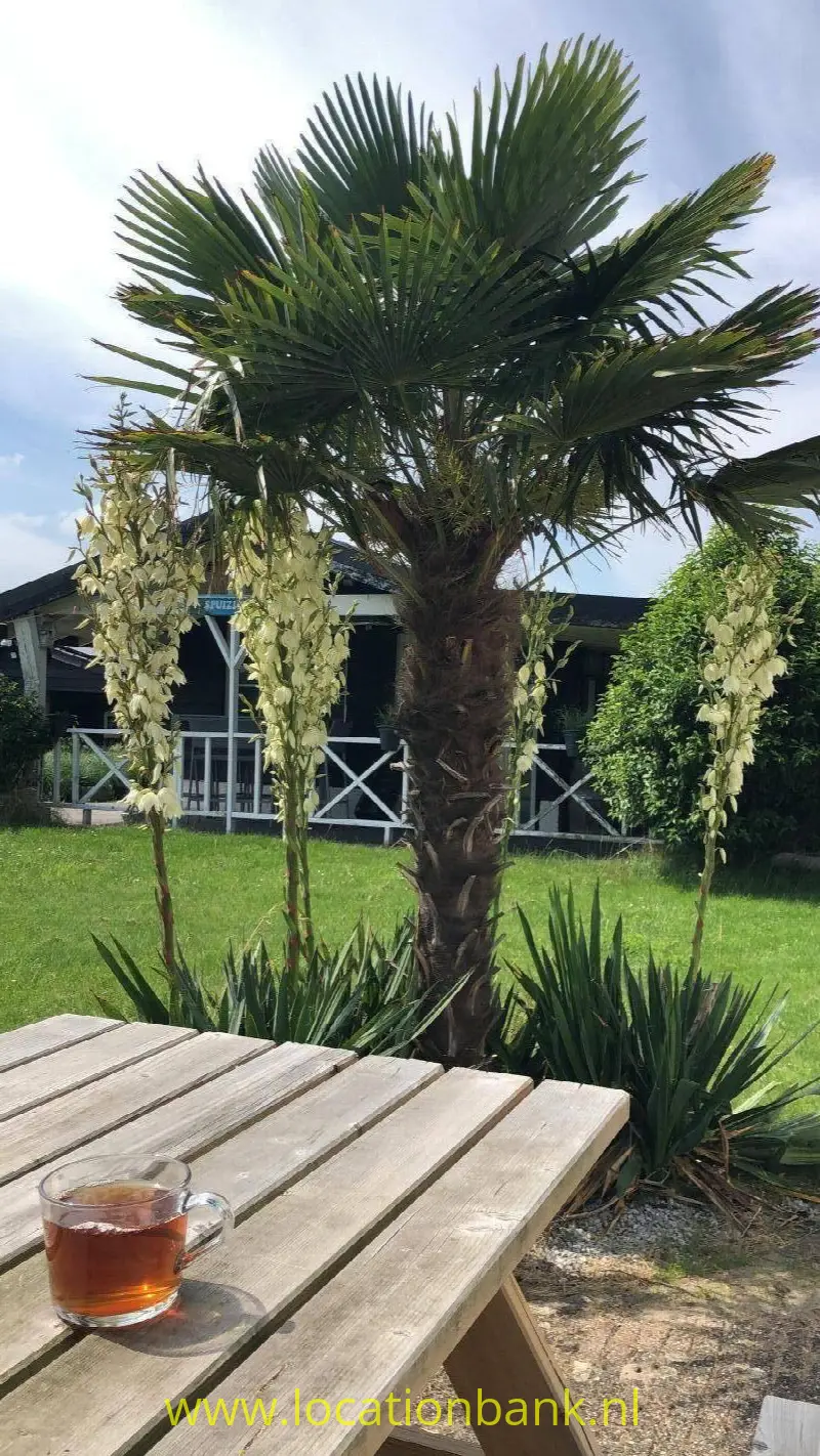 Zijtuin