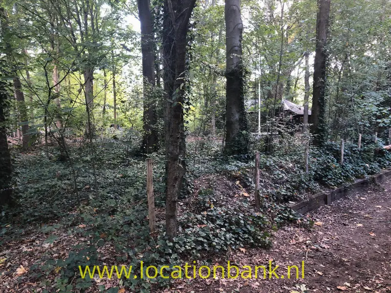 Bos