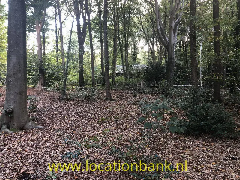 Bos