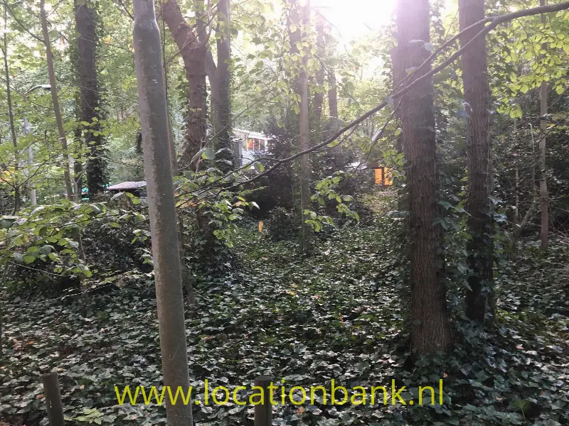 Bos