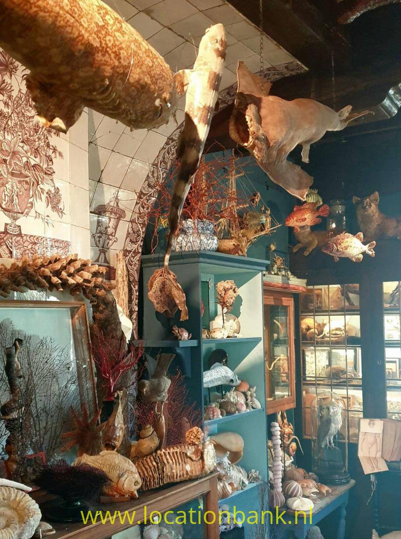 interieur met taxidermie haaien