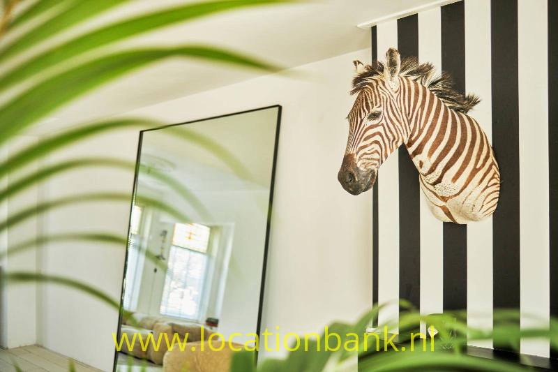 zebra