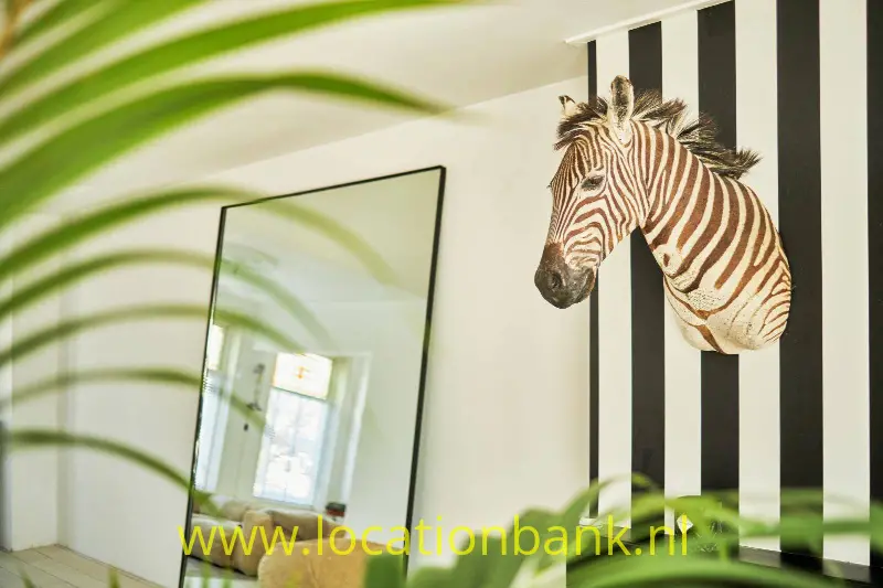zebra