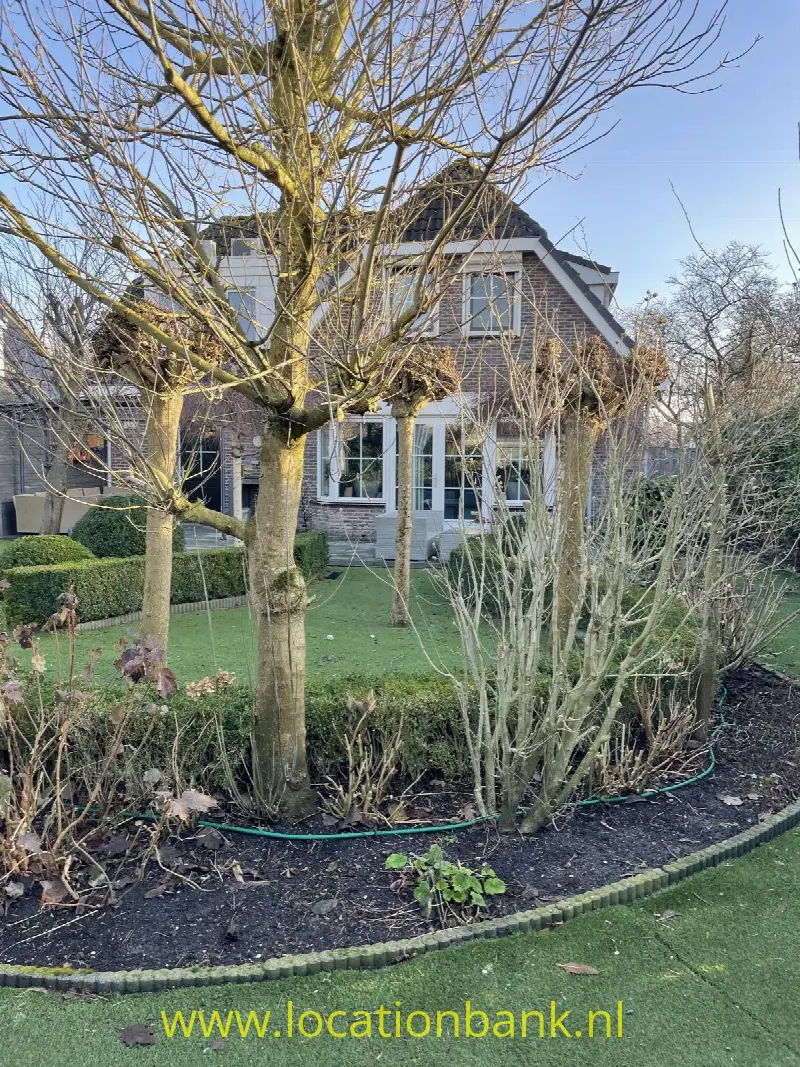 Achtertuin