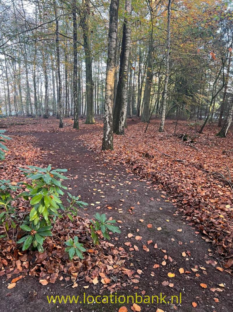 Bospad met gevallen herfstbladeren tussen hoge bomen en groenblijvende struiken.