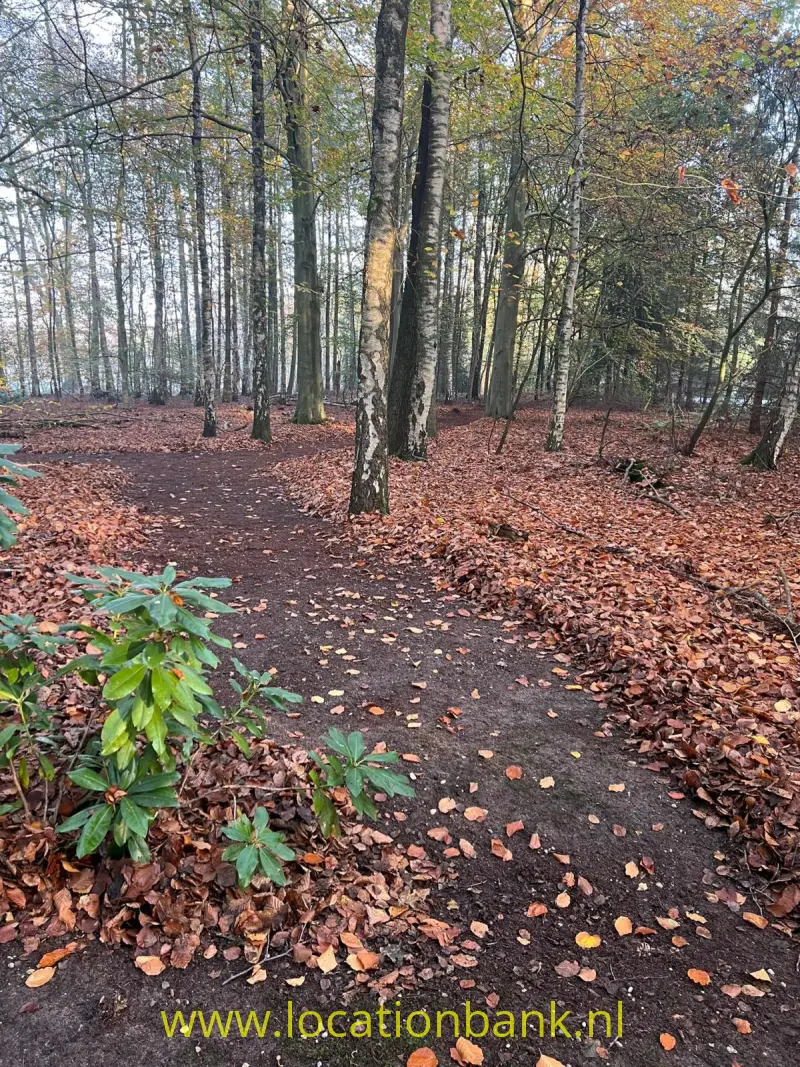 Bospad met gevallen herfstbladeren tussen hoge bomen en groenblijvende struiken.