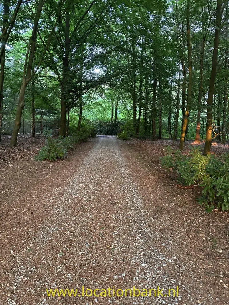 Een grindpad loopt door een dicht bos met hoge loofbomen en lage struiken.