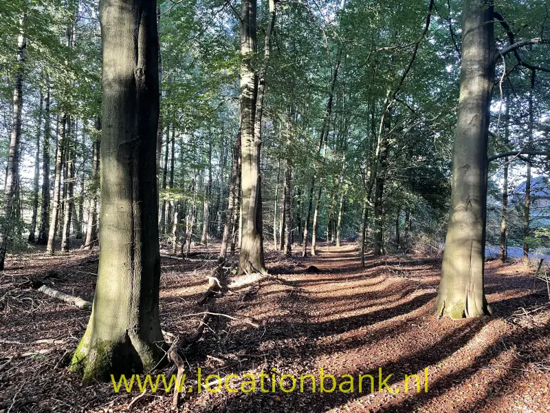 Dicht loofbos met hoge bomen, bemoste boomvoeten, een met bladeren bedekte bosbodem en lange schaduwen.