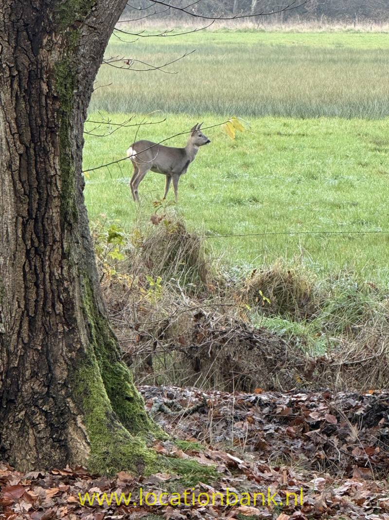 Een ree staat naast een bemoste boomstam aan de rand van een grasveld.