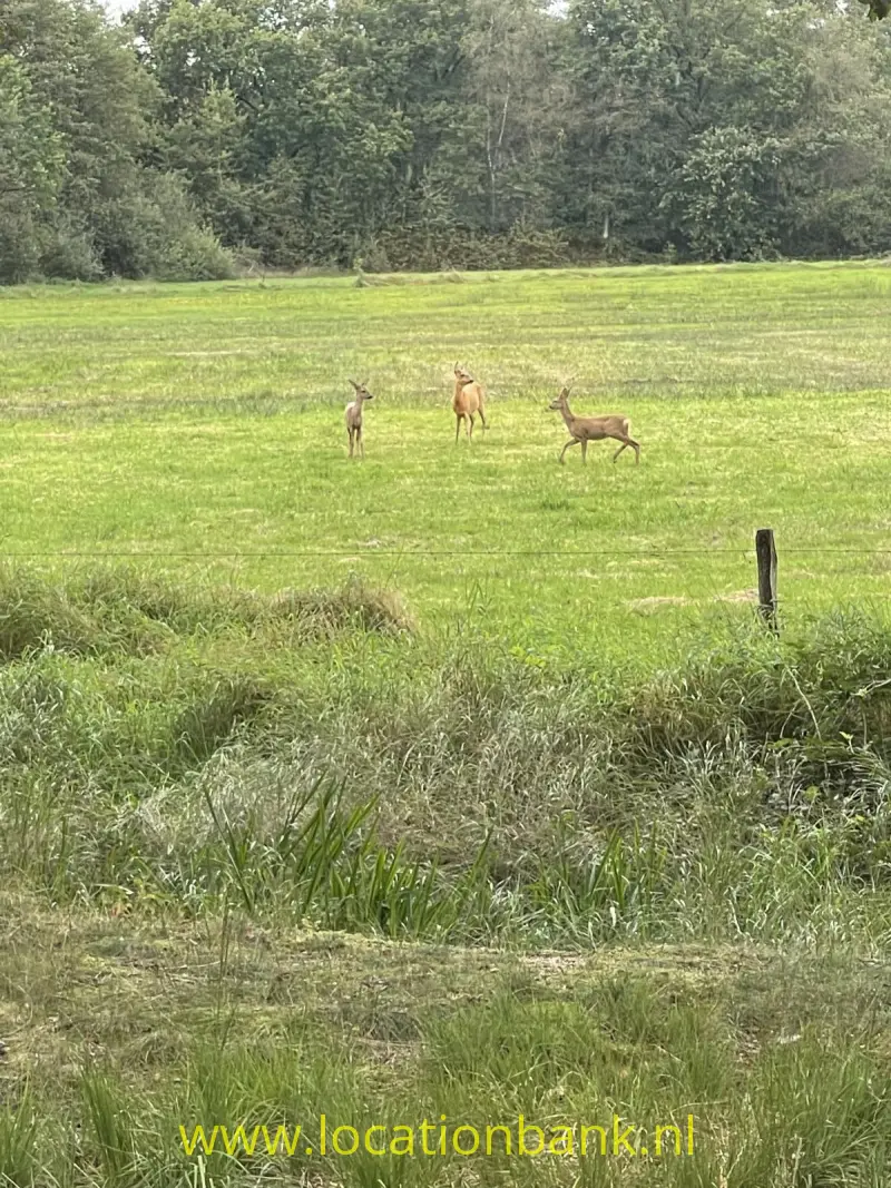 Drie reeën staan verspreid in een groene weide, met een bosrand en een afrasteringspaaltje op de achtergrond.