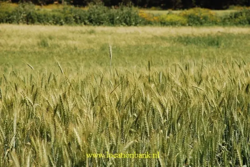 Graanveld (alleen tussen maart en mei)